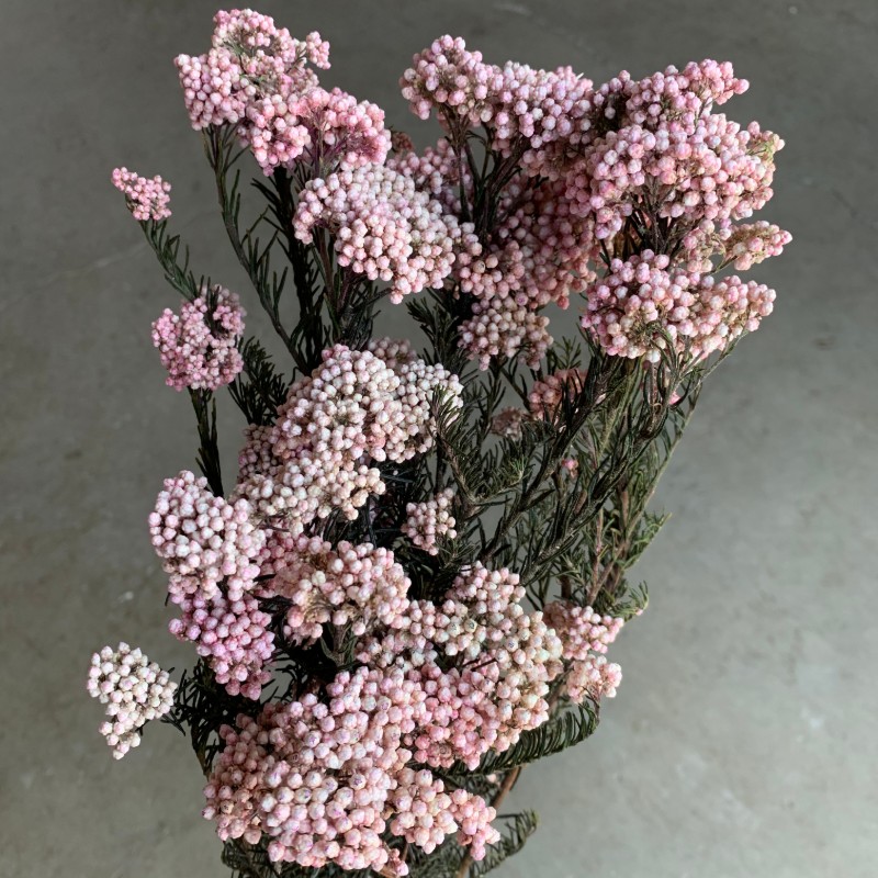 Dried Rice Flower-pink